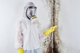 Best Water Damage & Mold Remediation in USA